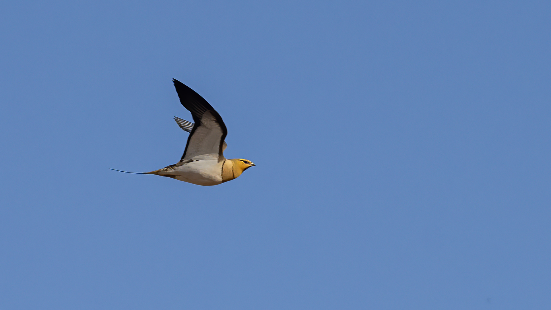 Pin-tailed Sandgrouse